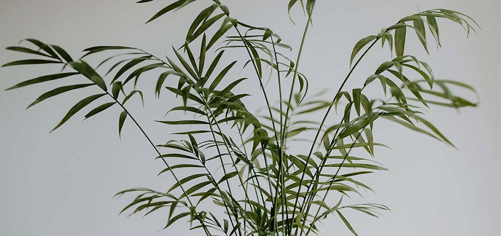 palmera bambu plantas interior absorber humedad